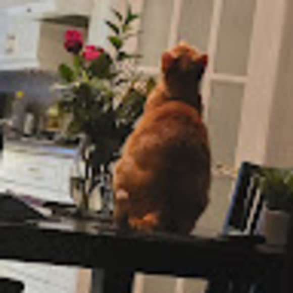 Meet your Posher, Yolanda - Picture 1 of 1